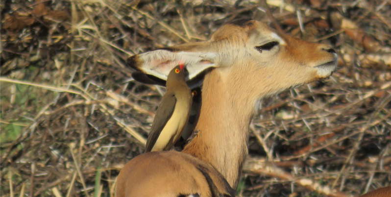 Impala having it's ear cleaned by a Red-Billed Oxpecker