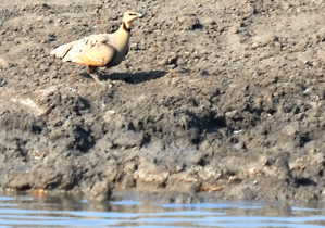 Yellow-throated Sandgrouse on the banks of a waterhole at Madikwe Game Reserve