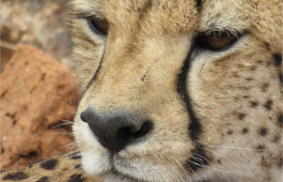Close-up photo of the face of a Cheetah at Madikwe Game Reserve