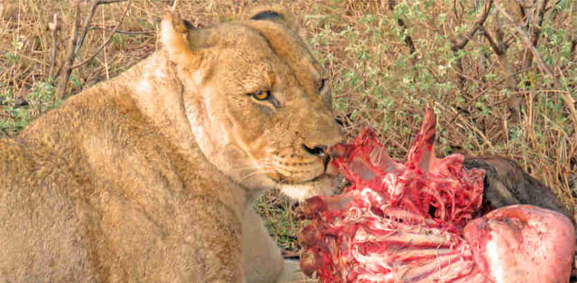 Beautiful lioness on a kill at Madikwe Game Reserve