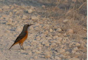 Short-toed Rock Thrush sitting on a road at Madikwe Game Reserve