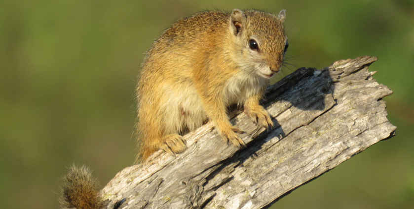 Squirrel sitting on branch at Madikwe Game Reserve