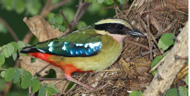 The beautiful African Pitta